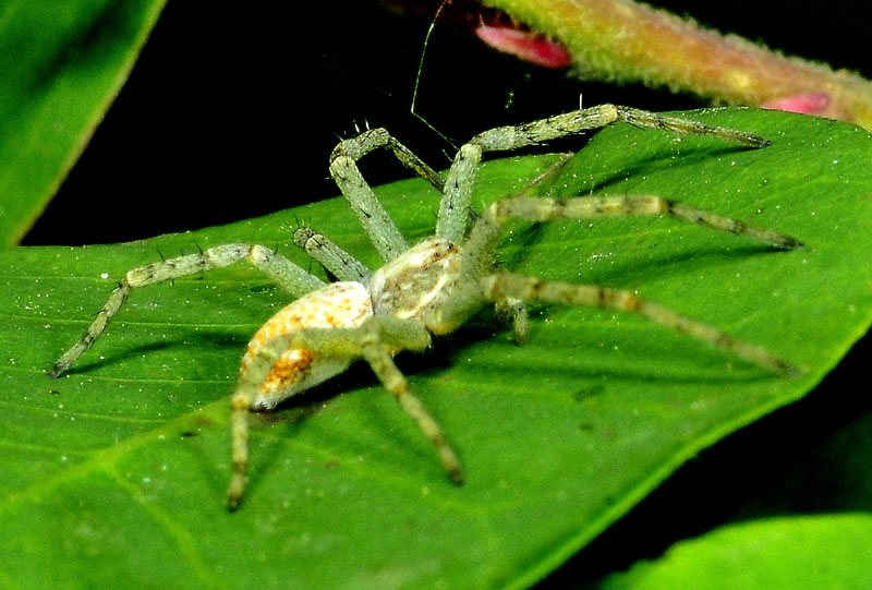 Philodromus sp. - Oasi Nat. Colombarone (MO)